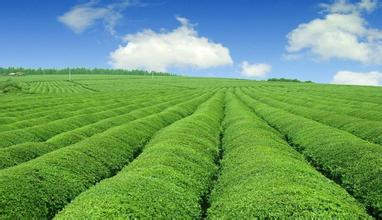 u=294516885,1831661717&fm=21&gp=0