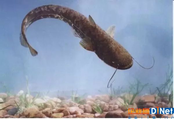 物联网时代,传统企业终会夺回自己的天下!