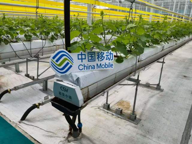 移动云服务“乡村振兴”:山东寿光蔬菜产业迈入数字化时代