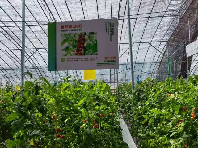 移动云服务“乡村振兴”:山东寿光蔬菜产业迈入数字化时代