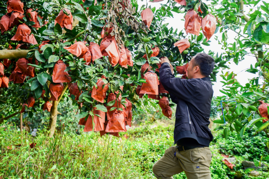 千亿快递时代，照亮极兔逆袭之路