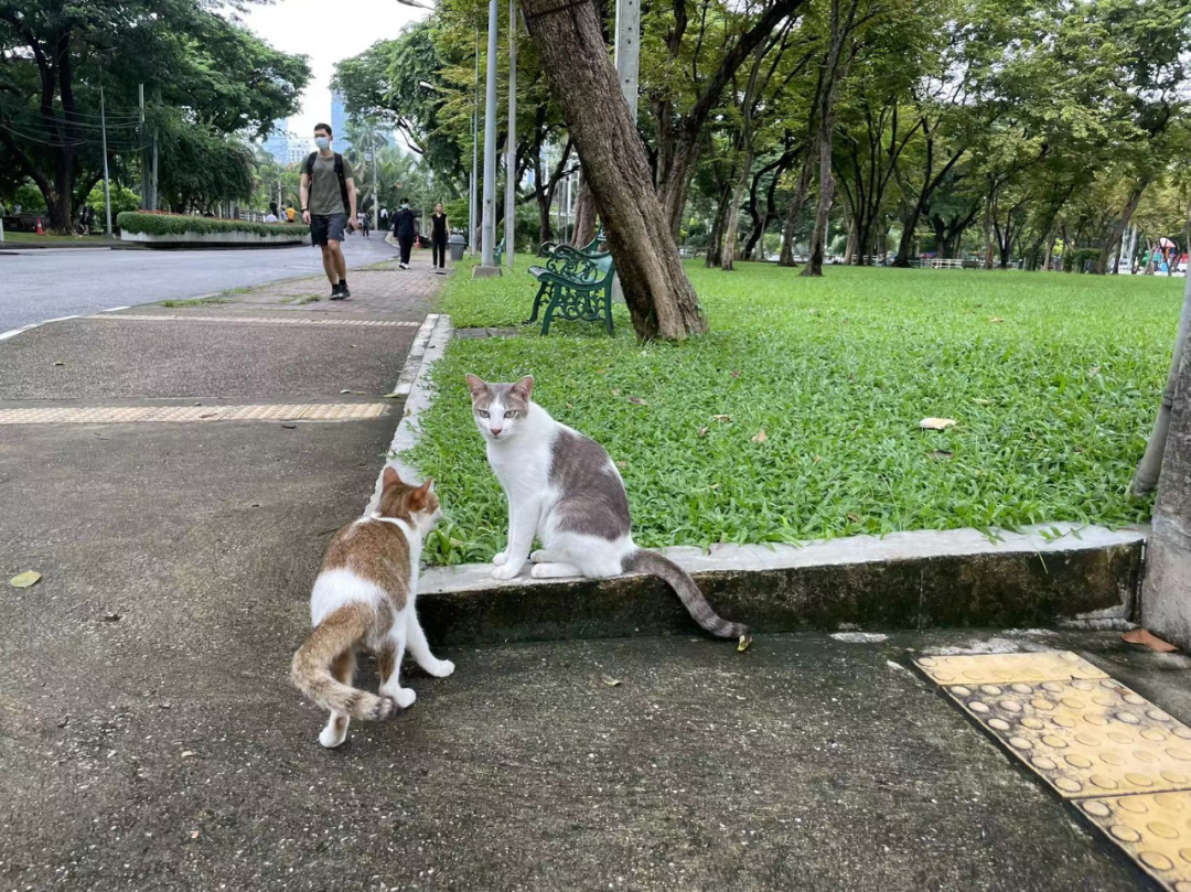 我去了趟东南亚，看到了“信心”和“力量”丨霞光WAVE